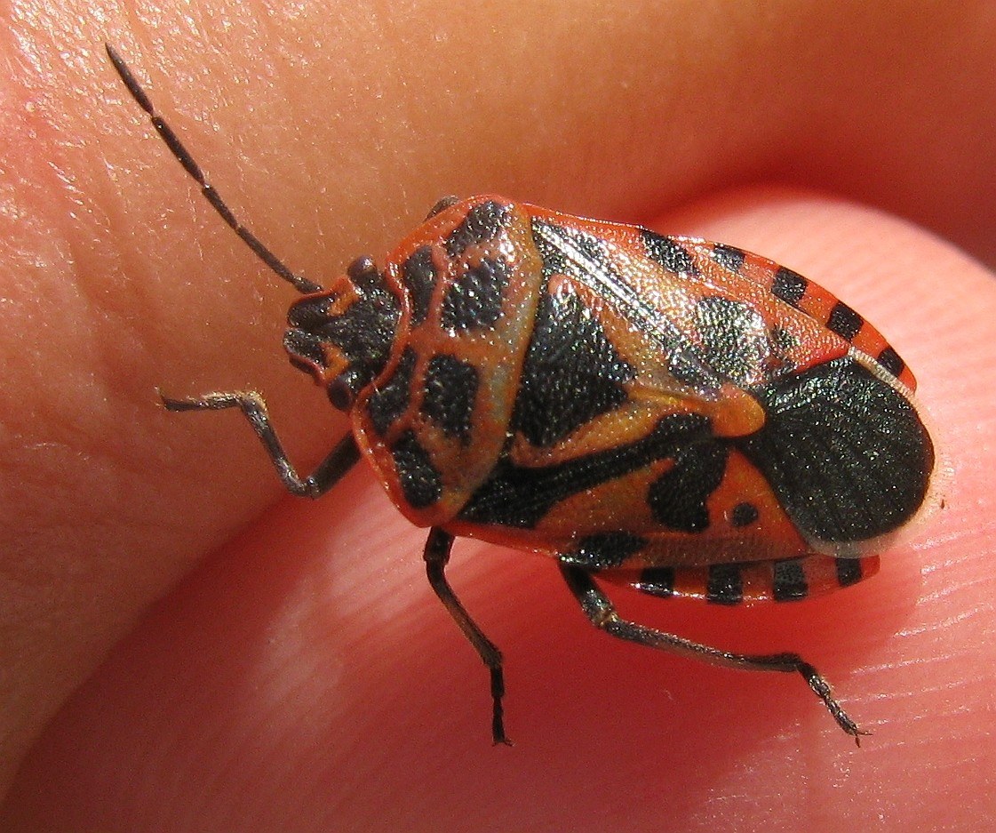 Pentatomidae:     Eurydema blanda  - Antalya (Turchia)
